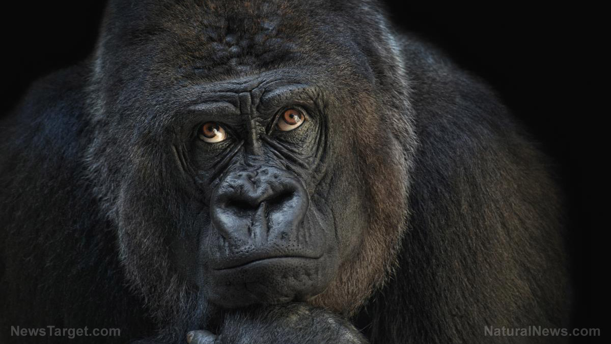 Jetzt werden die Gorillas im Zoo gegen das Coronavirus geimpft